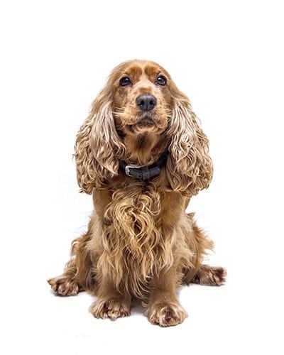 Spaniel