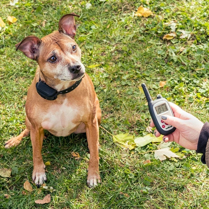 Soft Touch Training Collar