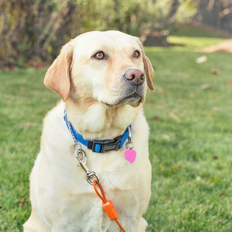 Dog with Tie-Out Cable