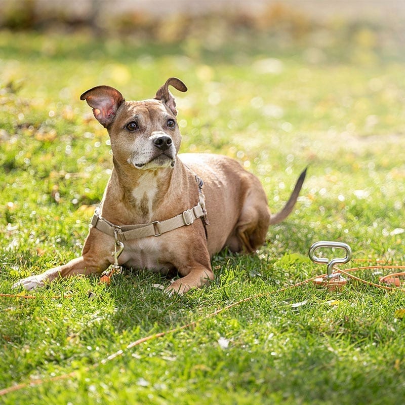 Dog Tie-Out Stake