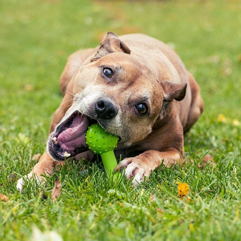 Dog Chewing On Dumbbell Chew Toy