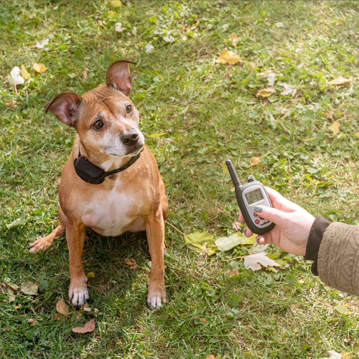 Soft Touch Training Collar