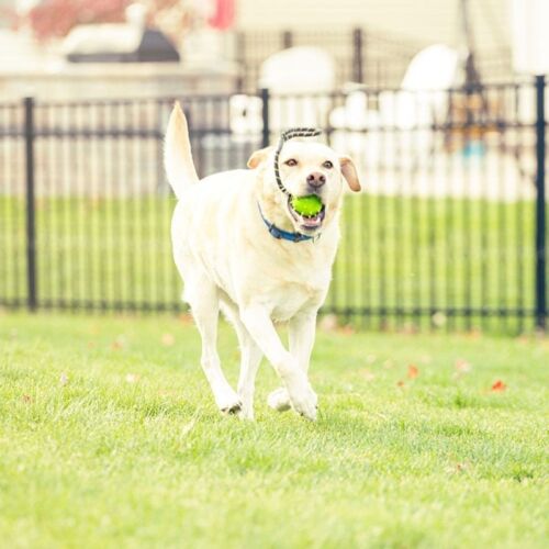 Dog Running With Natural Rubber Ball on Rope Tug Toy