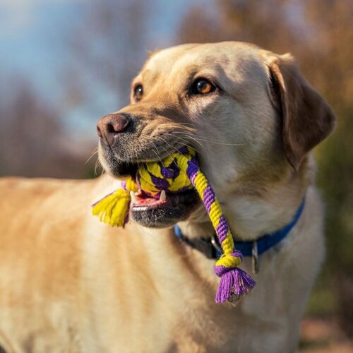 Dog Playing With Braided Rope Toy