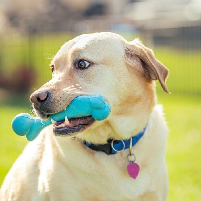 Natural Rubber Dinosaur Bone Chew Toy