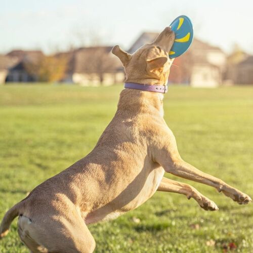 Dog Playing With Rubber Flying Disc Toy