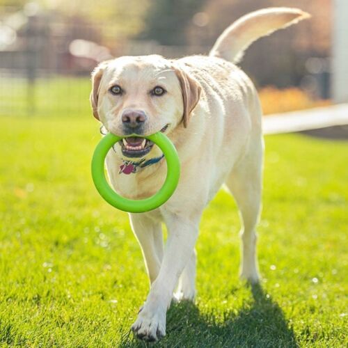 Dog With Toy