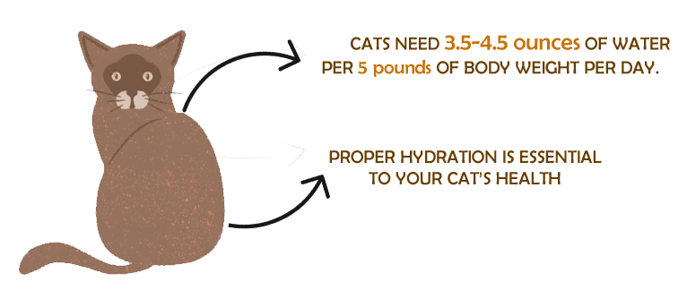cat health fact