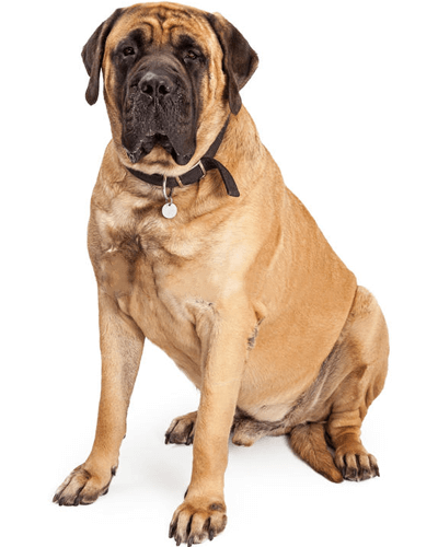 Dog tie out cable