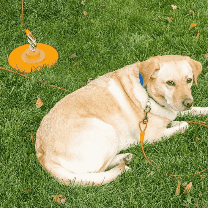 dog tie out stake and cable for large dog