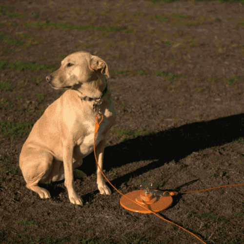 dog tie out stake for large dog dog tie out cable heavy duty